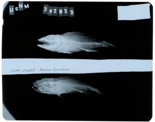 To NMNH Extant Collection (Pontinus furcirhinus RAD112835-001)