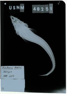 To NMNH Extant Collection (Podothecus hamlini RAD112883-001)