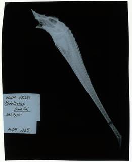 To NMNH Extant Collection (Podothecus hamlini RAD112883-002)
