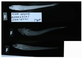 To NMNH Extant Collection (Averruncus sterletus RAD112885-001)