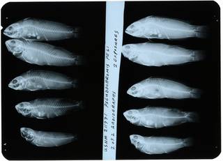 To NMNH Extant Collection (Pseudochromis pesi RAD112891-002)