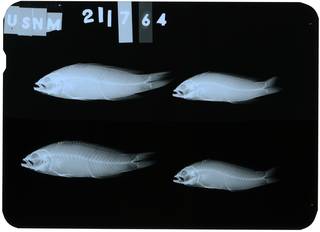 To NMNH Extant Collection (Pseudochromis dixurus RAD112892-001)