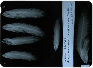 To NMNH Extant Collection (Acanthoclinus littoreus RAD112914-001)