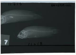 To NMNH Extant Collection (Pseudoplesiops sargenti RAD112939-001)
