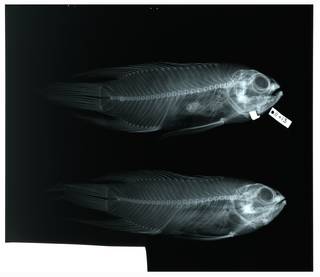 To NMNH Extant Collection (Paraplesiops bleekeri RAD112947-001)