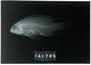 To NMNH Extant Collection (Paraplesiops poweri RAD112963-001)