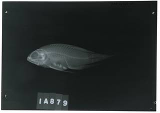 To NMNH Extant Collection (Paraplesiops poweri RAD112964-001)