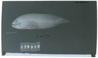 To NMNH Extant Collection (Labracinus cyclophthalmus RAD113052-001)