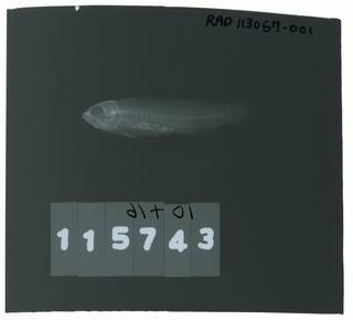 To NMNH Extant Collection (Pseudochromis jamesi RAD113067-001)