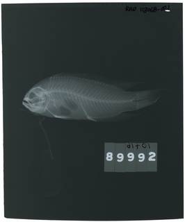 To NMNH Extant Collection (Pseudochromis polynemus RAD113068-001)