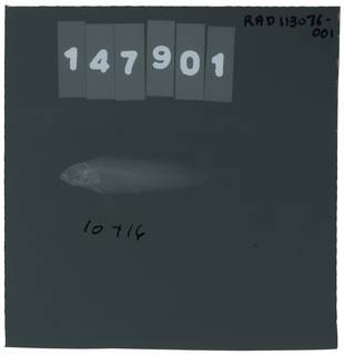 To NMNH Extant Collection (Pseudochromis aldabraensis RAD113076-001)