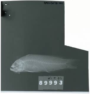 To NMNH Extant Collection (Pseudochromis moorei RAD113078-001)