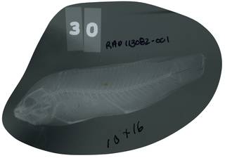 To NMNH Extant Collection (Pseudochromis perspicillatus RAD113082-001)