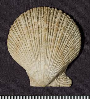 To NMNH Paleobiology Collection (USNM MO 637762_1)
