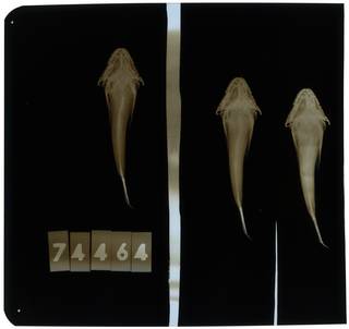 To NMNH Extant Collection (Artediellus fuscimentus RAD112103-001)