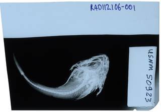 To NMNH Extant Collection (Cottiusculus schmidti RAD112106-001)