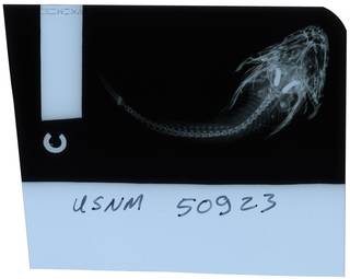 To NMNH Extant Collection (Cottiusculus schmidti RAD112106-002)