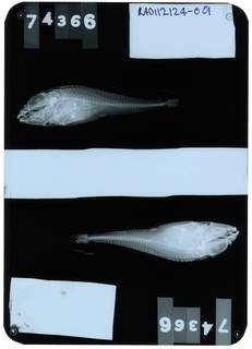 To NMNH Extant Collection (Icelus uncinalis RAD112124-001)