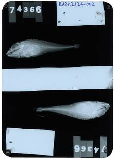 To NMNH Extant Collection (Icelus uncinalis RAD112124-002)