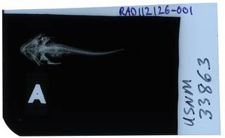 To NMNH Extant Collection (Myoxocephalus mednius RAD112126-001)