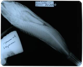 To NMNH Extant Collection (Myoxocephalus raninus RAD112128-001)