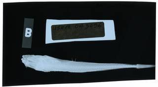 To NMNH Extant Collection (Radulinus asprellus RAD112133-001)