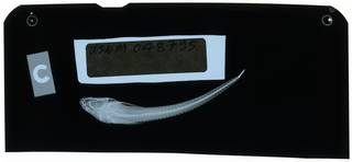 To NMNH Extant Collection (Radulinus boleoides RAD112134-003)