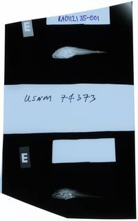 To NMNH Extant Collection (Stelgistrum beringianum RAD112135-001)