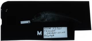 To NMNH Extant Collection (Triglops ommatistius RAD112139-001)