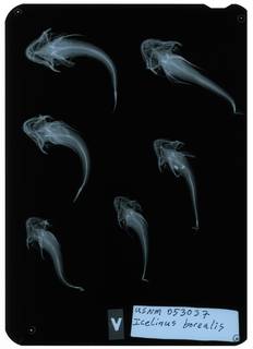 To NMNH Extant Collection (Icelinus borealis RAD112149-002)