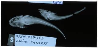 To NMNH Extant Collection (Icelus euryops RAD112154-001)