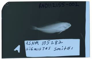 To NMNH Extant Collection (Sigmistes smithi RAD112155-002)