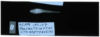 To NMNH Extant Collection (Phasmatocottus ctenopterygius RAD112156-001)