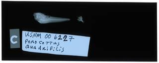 To NMNH Extant Collection (Porocottus quadrifilis RAD112157-001)