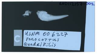 To NMNH Extant Collection (Porocottus quadrifilis RAD112157-002)