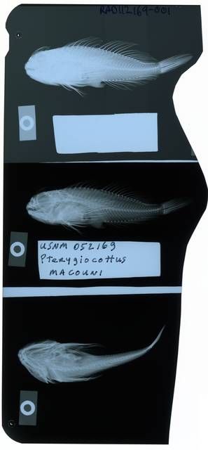 To NMNH Extant Collection (Pterygiocottus macouni RAD112169-001)