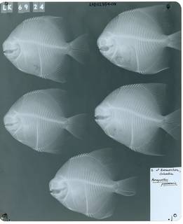 To NMNH Extant Collection (Parapsettus panamensis RAD112354-001)