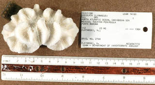 To NMNH Extant Collection (IZUSNM 74180 top view)