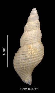 To NMNH Extant Collection (Pareuthria venustula Powell, 1951 shell dorsal view)