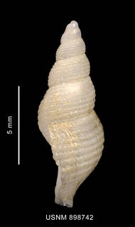To NMNH Extant Collection (Pareuthria venustula Powell, 1951 shell lateral view)