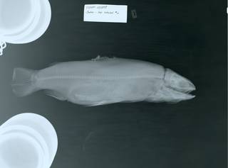 To NMNH Extant Collection (Salmo RAD104030-002)
