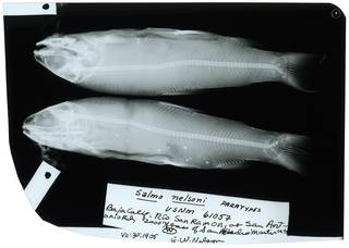 To NMNH Extant Collection (Salmo nelsoni RAD104040-001)