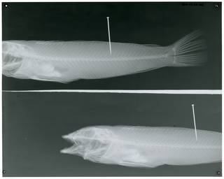 To NMNH Extant Collection (Pinguipes chilensis RAD113102-002)