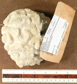 To NMNH Extant Collection (IZ USNM 88411 top view)