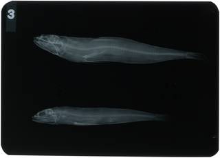 To NMNH Extant Collection (Synodus tectus RAD104373-001)