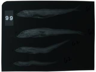 To NMNH Extant Collection (Synodus kaianus RAD104448-001)