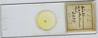 To NMNH Extant Collection (USNPC 6517)