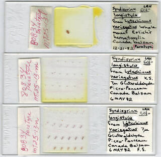 To NMNH Extant Collection (USNPC 80834)