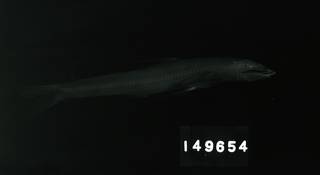To NMNH Extant Collection (Bathypterois atricolor RAD104750-001)