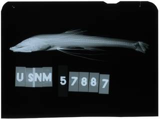 To NMNH Extant Collection (Bathypterois ventralis RAD104781-001)